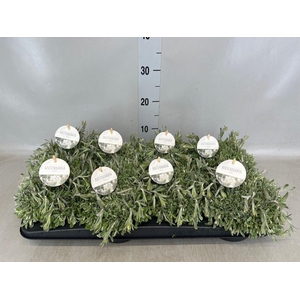 Antennaria dioica