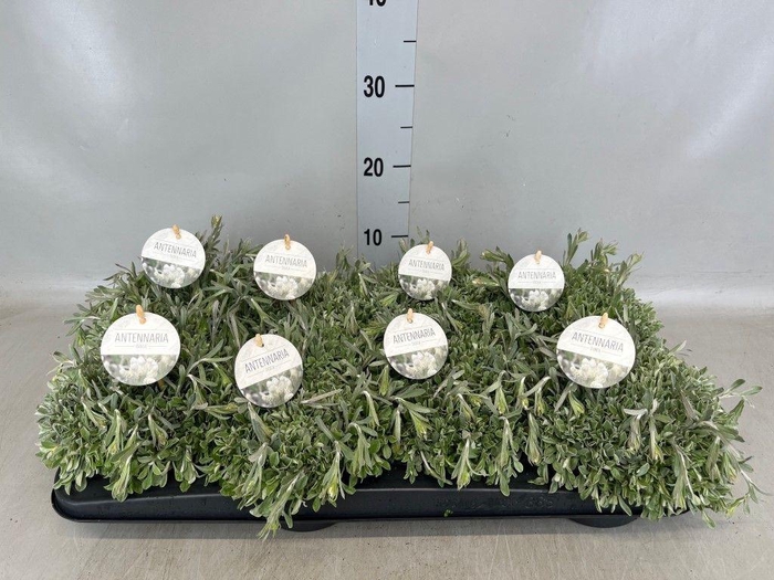 <h4>Antennaria dioica</h4>