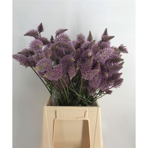 PTILOTUS EXALTATUS CM 50