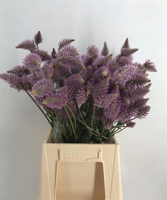 <h4>PTILOTUS EXALTATUS CM 50</h4>