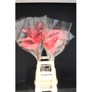 Anthurium Candy