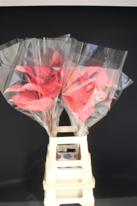<h4>Anthurium Candy</h4>