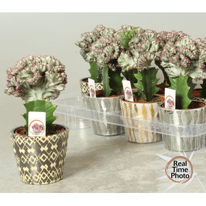 Euphorbia Cristata (Cites) 12Ø 25cm