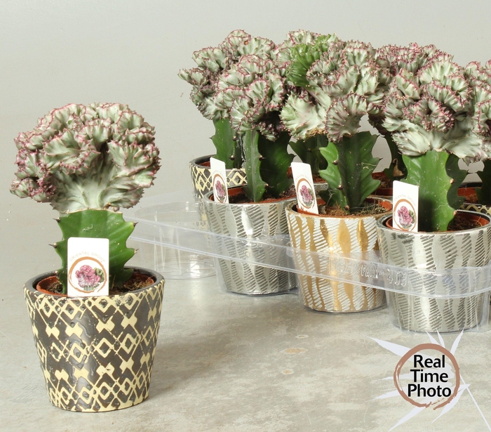 Euphorbia Cristata (Cites) 12Ø 25cm