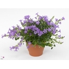 Campanula Port Ocean White In Hoes
