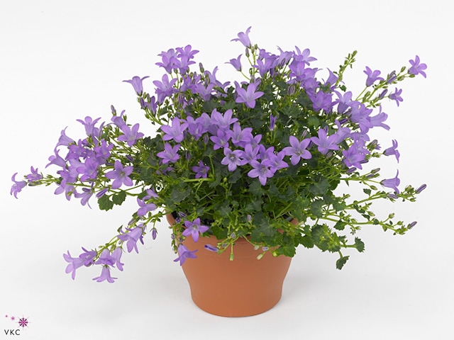 Campanula Port Ocean White In Hoes