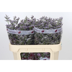 Limonium ov Skylight
