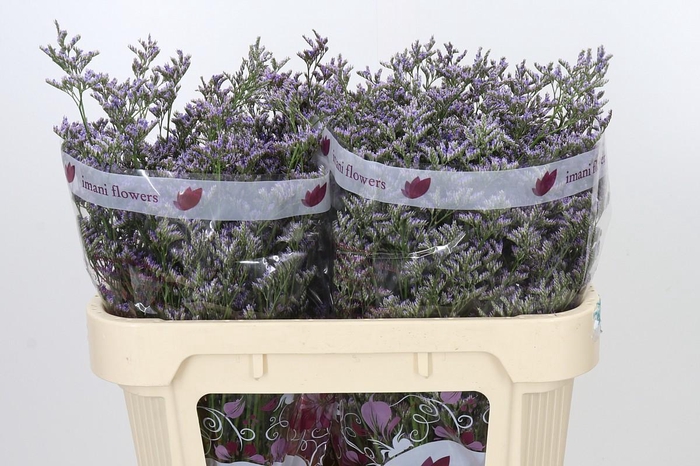 <h4>Limonium ov Skylight</h4>