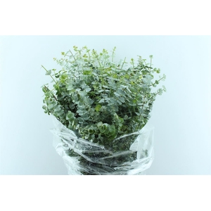 Euca Baby Blue 300 Gram Extra