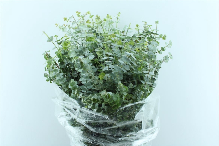 <h4>Euca Baby Blue 300 Gram</h4>