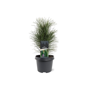 Pinus nigra 'Green Tower'