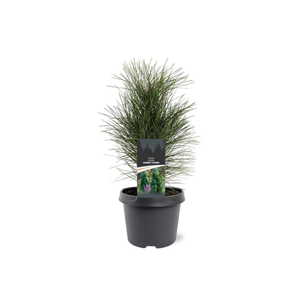 Pinus nigra 'Green Tower'