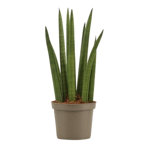 Sansevieria Cylindrica 9 cm Rocket