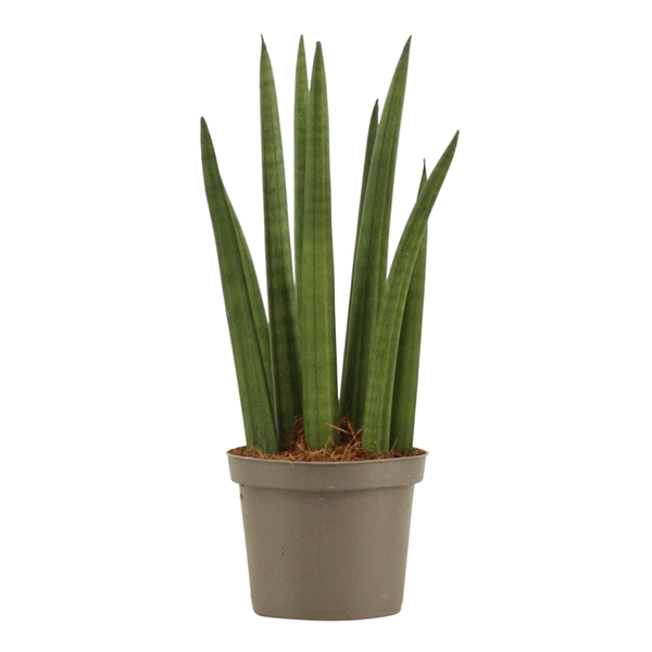 <h4>Sansevieria Cylindrica 9 cm Rocket</h4>