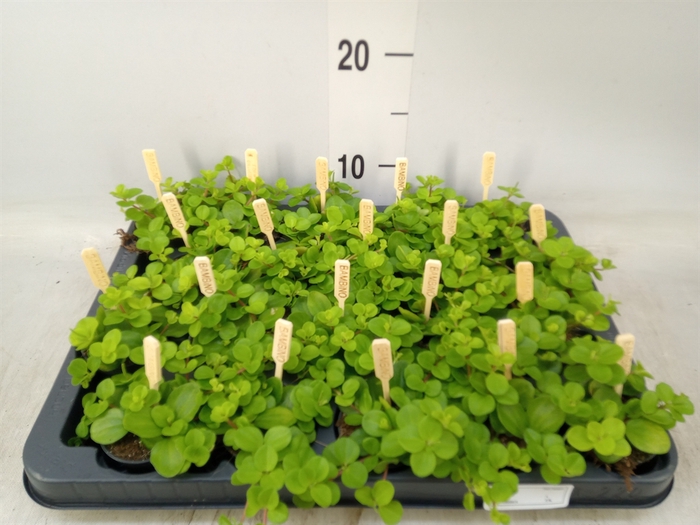 <h4>Peperomia rotundifolia</h4>