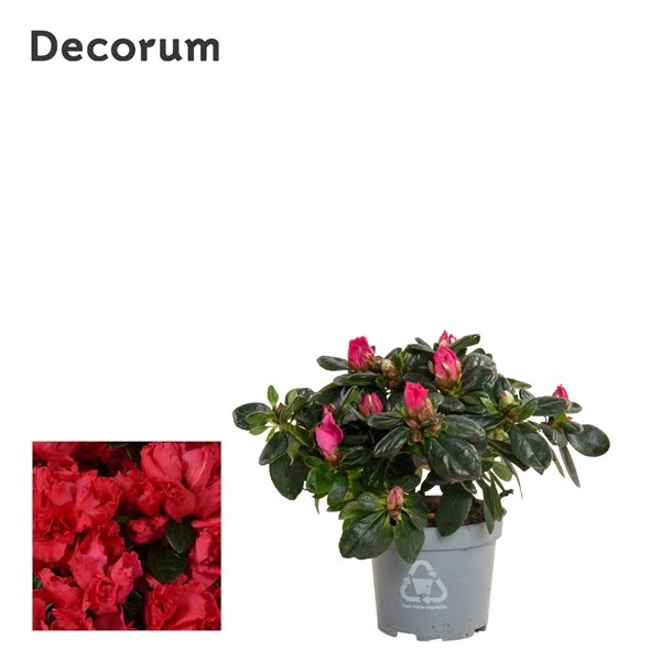 <h4>Azalea 9 cm rood - Decorum</h4>