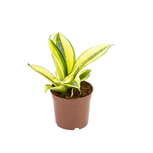 SANSEVIERIA GOLDEN HAHNII P06
