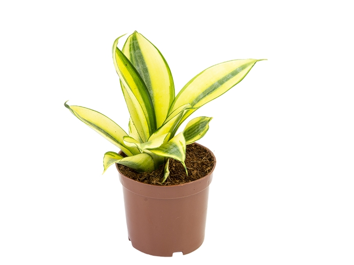 <h4>SANSEVIERIA GOLDEN HAHNII P06</h4>