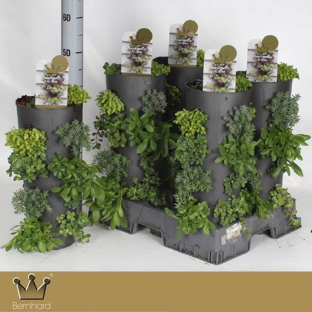 <h4>SEDUM GEM</h4>