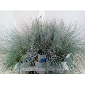 Festuca glauca 'Intens Blue'
