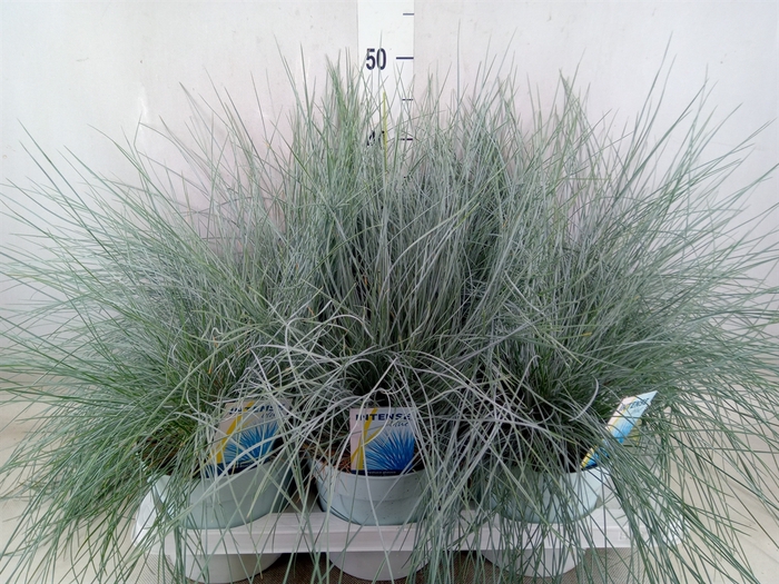 <h4>Festuca glauca 'Intens Blue'</h4>