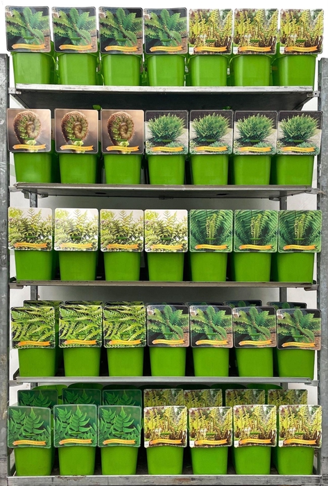 <h4>Varens gemengd</h4>