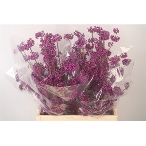 Callicarpa Bod Profu