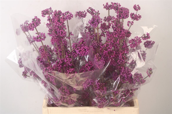 <h4>Callicarpa Bod Profu</h4>