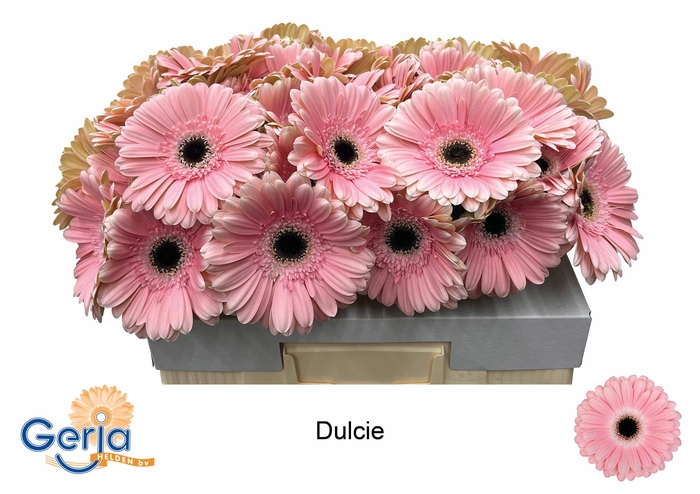 <h4>GE GR DULCIE</h4>