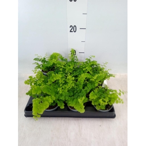 Adiantum raddi. 'Fritz-Luthi'