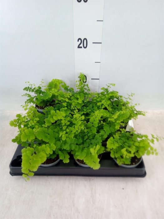 <h4>Adiantum raddi. 'Fritz-Luthi'</h4>