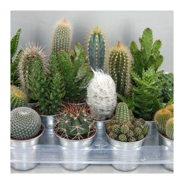 <h4>314 cactus in zinken pot 6,5 cm</h4>