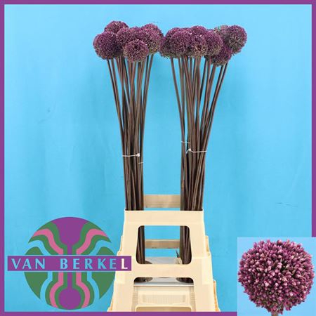 <h4>Allium Summer Drummer</h4>