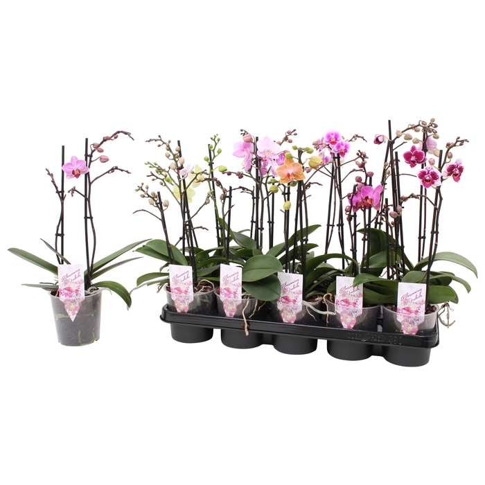 <h4>Phal. Multiflora 2-tak mix 18+</h4>