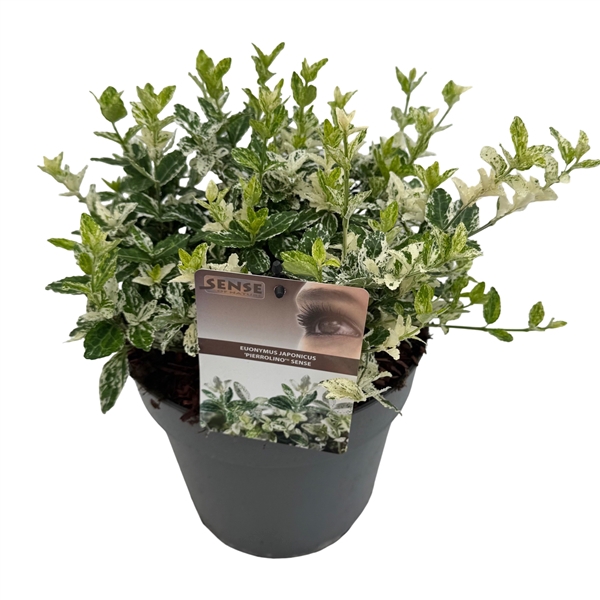 <h4>Euonymus jap. 'Harlequin' sense</h4>