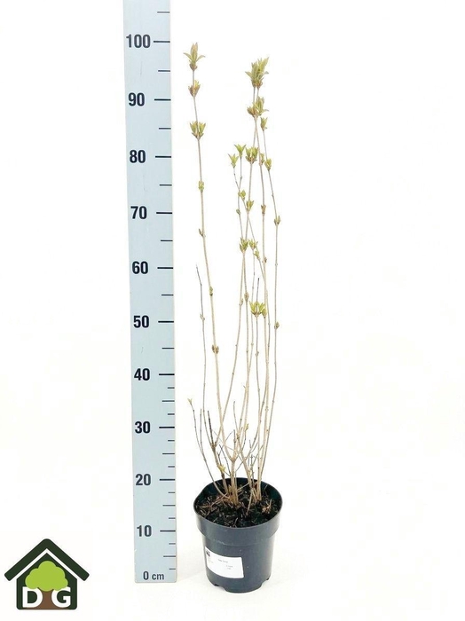 <h4>WEIG BRISTOL RUBY</h4>