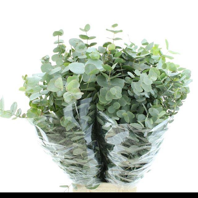 <h4>EUC CINEREA PER BOS</h4>