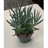 Senecio Mount Everest 12cm
