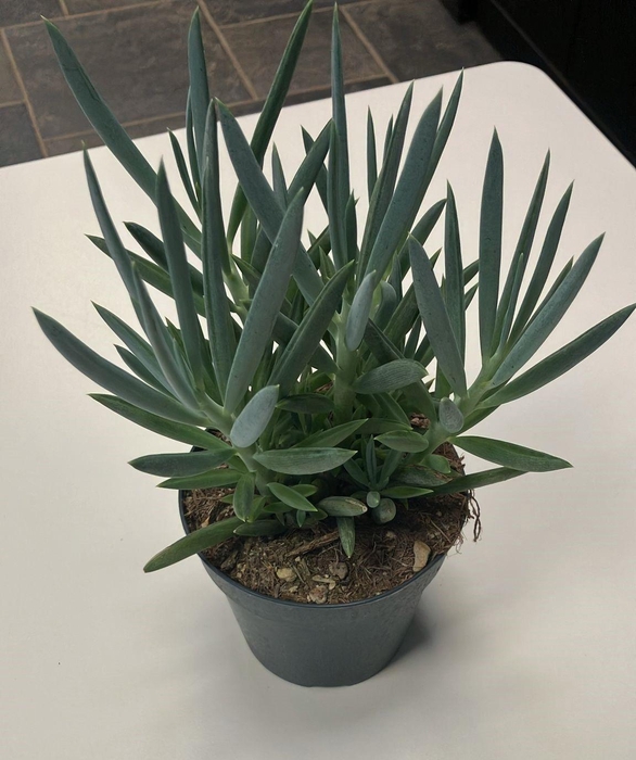 <h4>Senecio Mount Everest 12cm</h4>