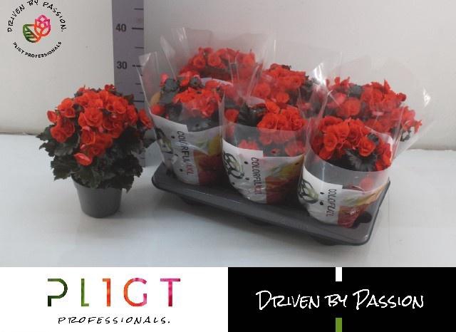 <h4>BEG DU MOCCA ORANGE</h4>