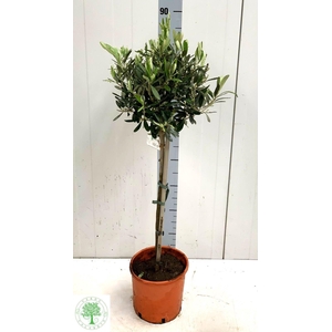 OLEA EUROPAEA