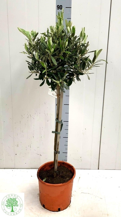 <h4>OLEA EUROPAEA</h4>