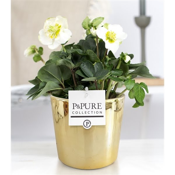 <h4>Helleborus "Xmas C." in P&PURE Laryssa ceramics shiny gold</h4>