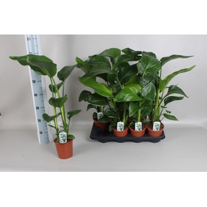 STRELITZIA NICOLAI