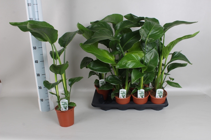 <h4>STRELITZIA NICOLAI</h4>