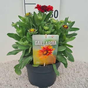 Gaillardia Spintop Red P19