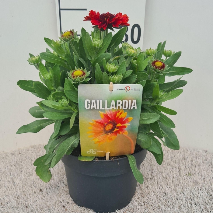 <h4>Gaillardia Spintop Red P19</h4>