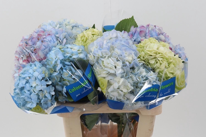 <h4>Hydr Assorted Mix</h4>