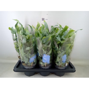 Phlebodium aureum 'Blue Star'