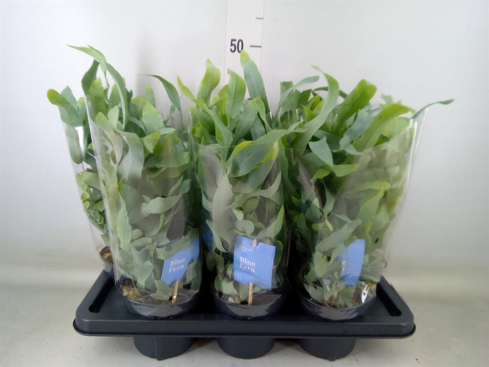 <h4>Phlebodium aureum 'Blue Star'</h4>